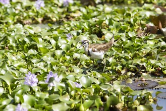 Pheasant-tailed jacana (Hydrophasianus chirurgus) on water hyacinths, Backwaters, Kumarakom,