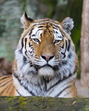 Siberian tiger (Panthera tigris altaica), portrait, occurrence in eastern Russia, captive, Germany,