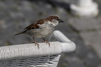 House sparrow (Passer domesticus) on the back of a chair, Weimar, Thuringia, Germany, Europe