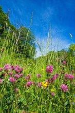 Flowering Red clover (Trifolium pratense) in a low angle view on a grass meadow with a blue sky