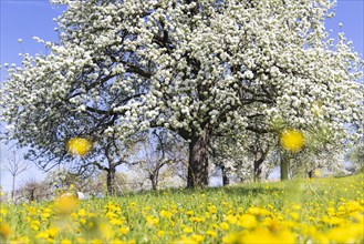 Flowering fruit trees in the orchards of the Swabian Alb, flowering apple tree, Weilheim an der
