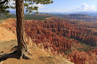 Tree towers over a picturesque view of red rock formations, Bryce Canyon National Park, North