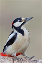 Great spotted woodpecker (Dendrocopos major) male sitting on the trunk of a fallen Birch, Animal