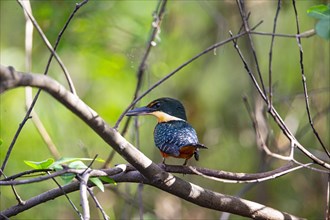 Two-coloured Kingfisher (Chloroceryle india) Pantanal Brazil