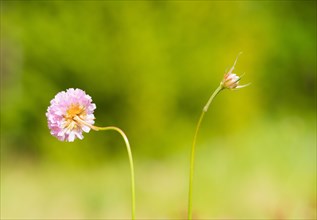 Sea thrift (Armeria maritima), also known as common Lady's Cushion, Flower of the Year 2024, focus