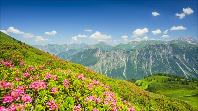 Alpine rose blossom, panorama from Fellhorn, behind it the Allgaeu Alps, Allgaeu, Bavaria, Germany,