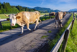 Cows are driven from the barn to the pasture in the morning, Loretto Wiesen, near Oberstdorf,