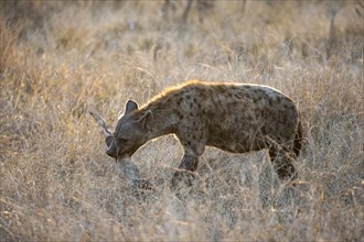 Spotted hyenas (Crocuta crocuta) with the leg of a Giraffe, adult female animal in high grass in