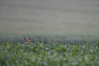 Red fox (Vulpes vulpes) adult animal standing in a farmland sugar beet crop, Suffolk, England,