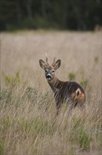 Roe deer (Capreolus capreolus) adult male buck standing in grassland, Suffolk, England, United