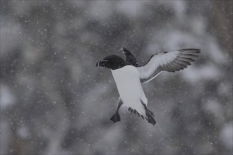 Razorbill (Alca torda), in flight, in the snow, Hornoya, Hornoya, Varangerfjord, Finmark, Northern