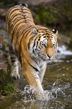 Siberian tiger or Amur tiger (Panthera tigris altaica) bathing in a lake, captive, habitat in