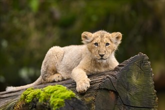 Asiatic lion (Panthera leo persica) cub lying on a tree trunk, captive, habitat in India