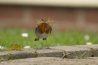 European robin (Erithacus rubecula) adult bird with nesting material in its beak on a garden patio,