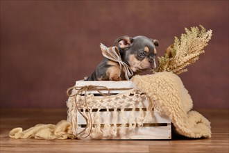 Lilac Tan colored French Bulldog puppy in box with boho decor in front of brown background