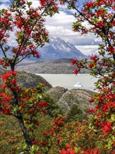Chilean fire bush (Embothrium coccineum), blooming in Torres del Paine, Hike to Ferrier lookout,