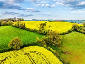 Rapeseed fields and farms from a drone, Torquay, Devon, England, United Kingdom, Europe