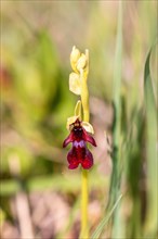 Close up at a Fly orchid (Ophrys insectifera) in bloom on a meadow