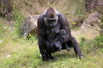 Western gorilla (Gorilla gorilla), adult, female, mother, young animal, baby, social behaviour,