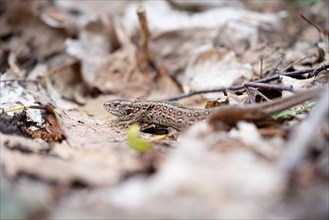 Sand lizard (Lacerta agilis), female animal well camouflaged and hidden in foliage, Wahner Heide