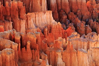The rocks shimmer in shades of Orange and Red, while deep shadows form contrasts, Bryce Canyon