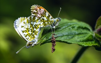 Pair of Orange-tip, Orange Tip, Anthocharis cardamines, butterflies during copulation