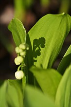 Lily of the valley, spring, Germany, Europe