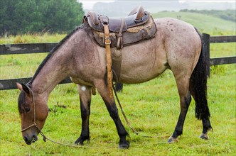 Beautiful horse in native field on rainy day, Cambara do sul, Rio Grande do sul, Brazil, South