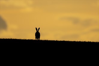 European brown hare (Lepus europaeus) adult animal running in a farmland cereal crop at sunset,