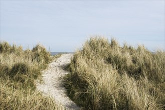 European marram grass (Ammophila arenaria) on dune and beach, Wadden Sea, Schillig, Wangerland,