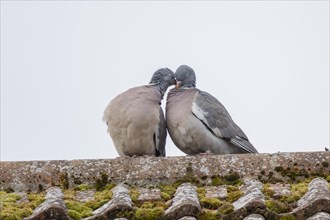 Wood pigeon (Columba palumbus) two adult birds courting on a rooftop, England, United Kingdom,