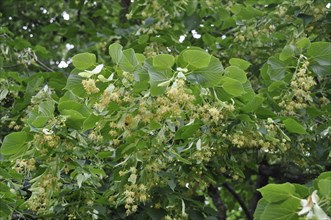 Linden tree in bloom