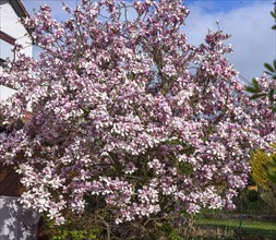 Flowering magnolias (Magnolia), Bavaria, Germany, Europe