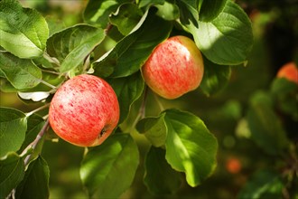 Red ripe apples in apple tree