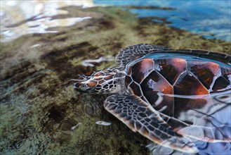 Image of beautiful sea turtle underwater. Phuket, Thailand, Asia