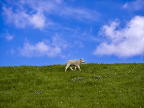 A lamb on the dyke on the natural beach at Hilgenriedersiel on the North Sea coast,