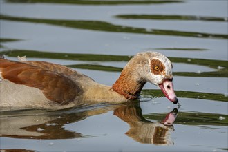 Egyptian geese (Alopochen aegyptiaca) in the River Main, Offenbach am Main, Hesse, Germany, Europe