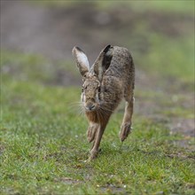 European hare (Lepus europaeus) running on a field path, wildlife, Thuringia, Germany, Europe