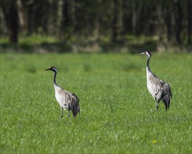 Crane (Grus grus), two adult birds standing in a meadow, Lower Saxony, Germany, Europe