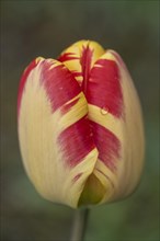 Tulip blossoms (Tulipa), Weimar, Thuringia, Germany, Europe
