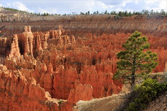 Panoramic view of a landscape with rock needles and scattered trees, Bryce Canyon National Park,