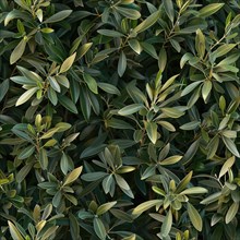 Seamless texture of olive tree branches and leaves AI generated