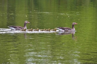 Greylag geese with goslings, spring, Germany, Europe