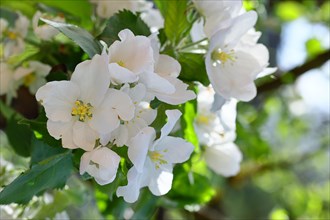 Apple blossoms (Malus), white blossoms, Wilnsdorf, Nordrhein. Westphalia, Germany, Europe