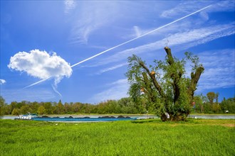 Transport, Shipping, Riverboat with Cabbage, Spring, Rhine, Rhine meadows, Germany, North