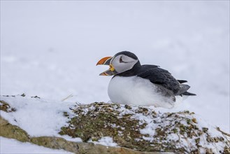 Puffin (Fratercula arctica), in the snow, open beak, Hornoya, Hornoya, Varangerfjord, Finmark,