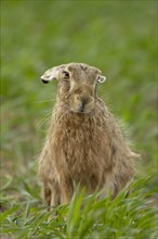 European brown hare (Lepus europaeus) adult animal in a farmland cereal crop, England, United