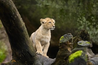 Asiatic lion (Panthera leo persica) cub sitting on a tree trunk, captive, habitat in India