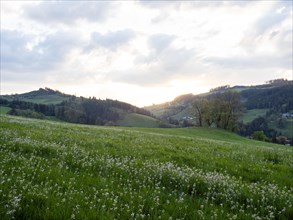 Flowering meadow, meadow foamwort (Cardamine pratense), Leoben, Styria, Austria, Europe