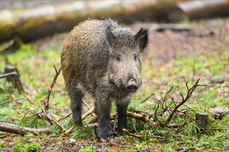 Wild boar (Sus scrofa) standing in a forest, Franconia, Bavaria, Germany, Europe